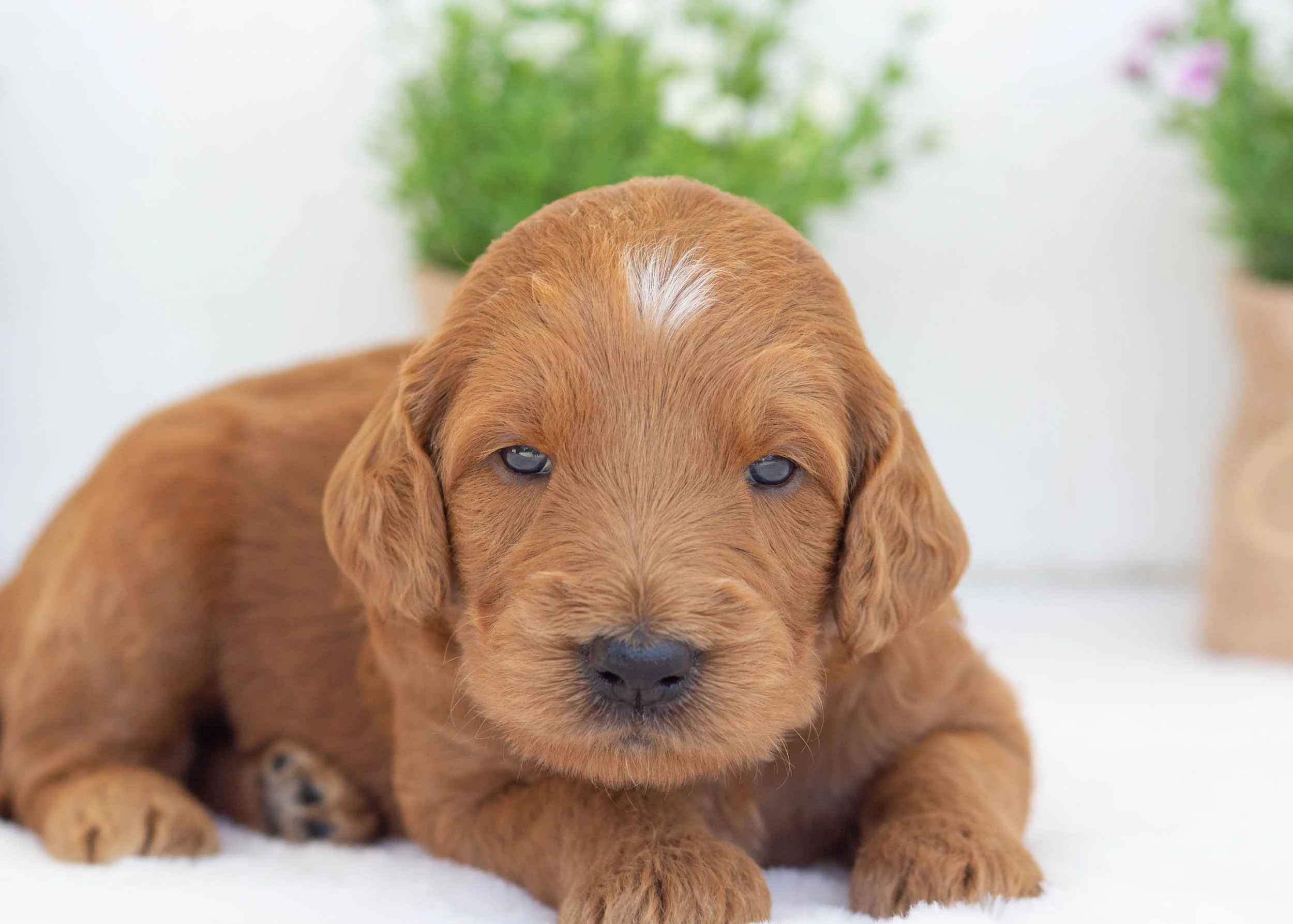 Edna goldendoodle for sale9.jpg