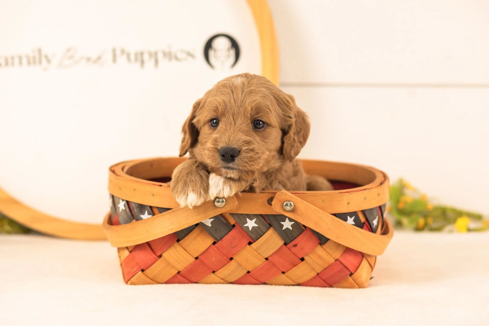 Odessa goldendoodle for sale(3).jpg