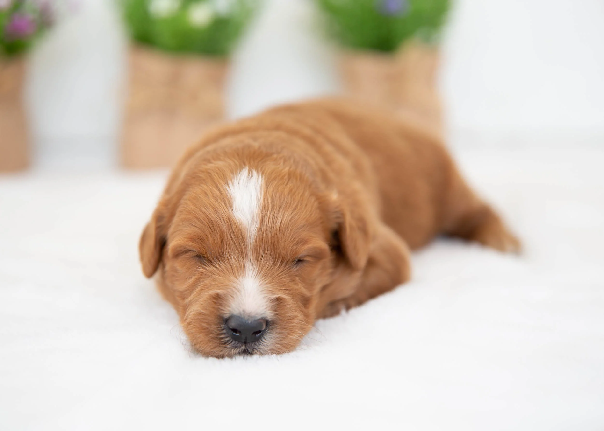 waffles goldendoodle for sale(1).jpg