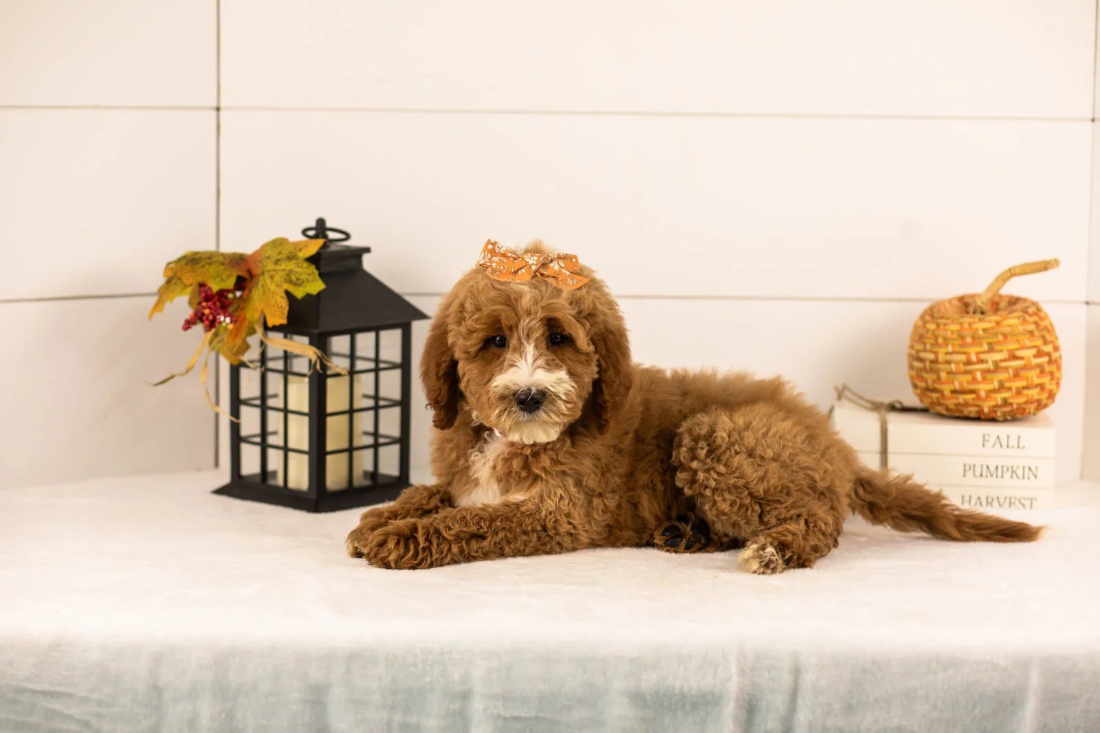 Larisa goldendoodle for sale 5.jpg