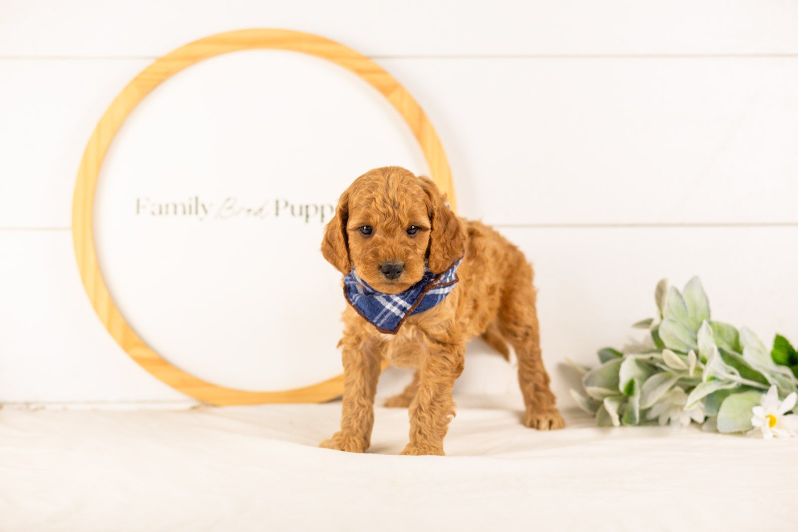 Rainer goldendoodle for sale(2).jpg