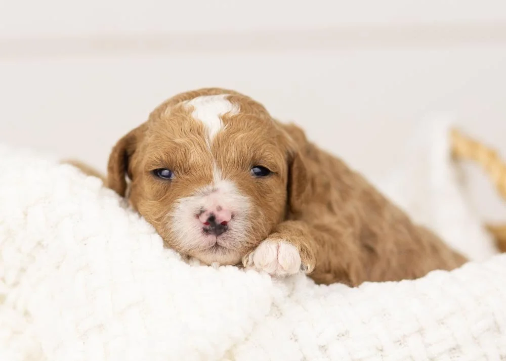 Olympus goldendoodle for sale.jpg