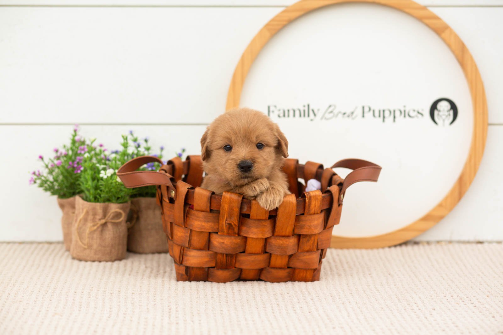 esme goldendoodle for sale.jpg