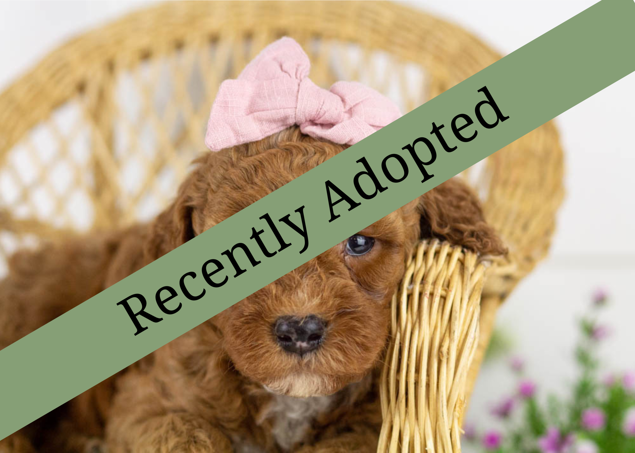 goldendoodle for sale