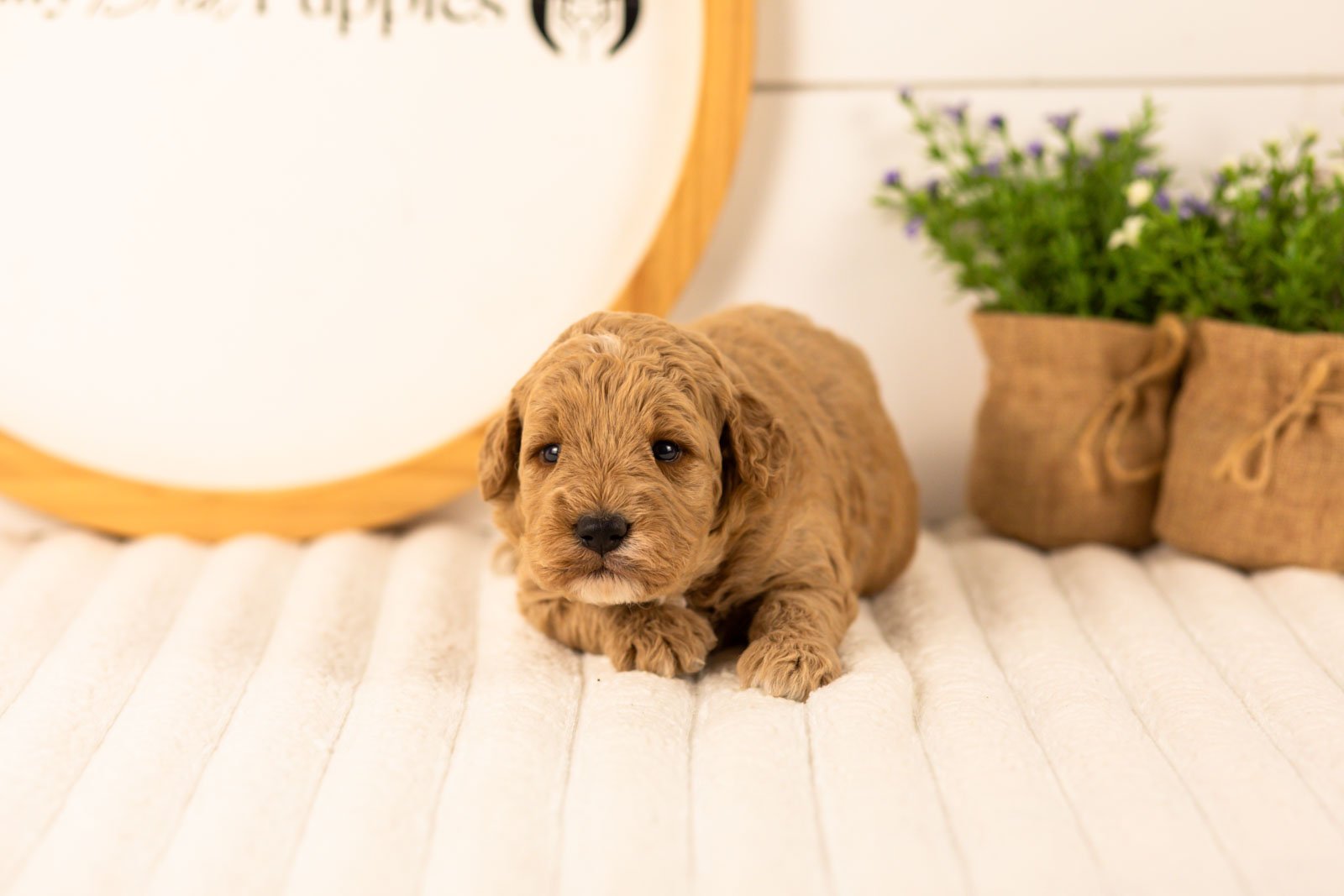 Ikia goldendoodle for sale(3).jpg