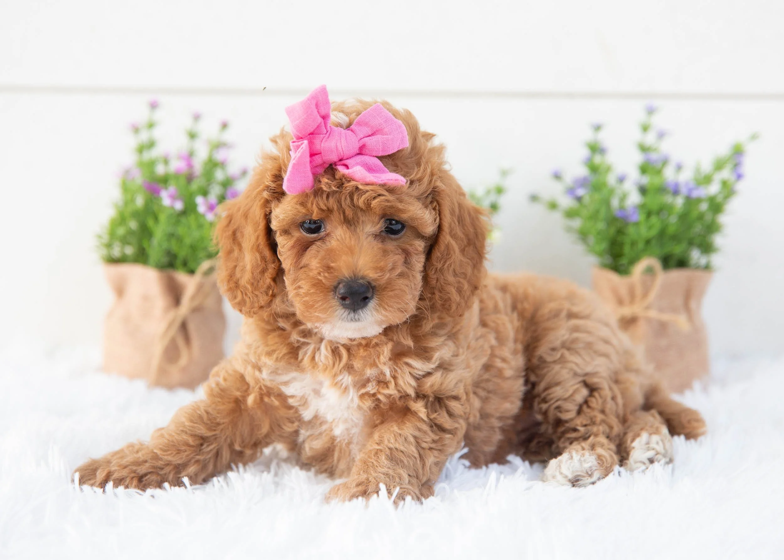 Tara goldendoodle for sale(1).jpg