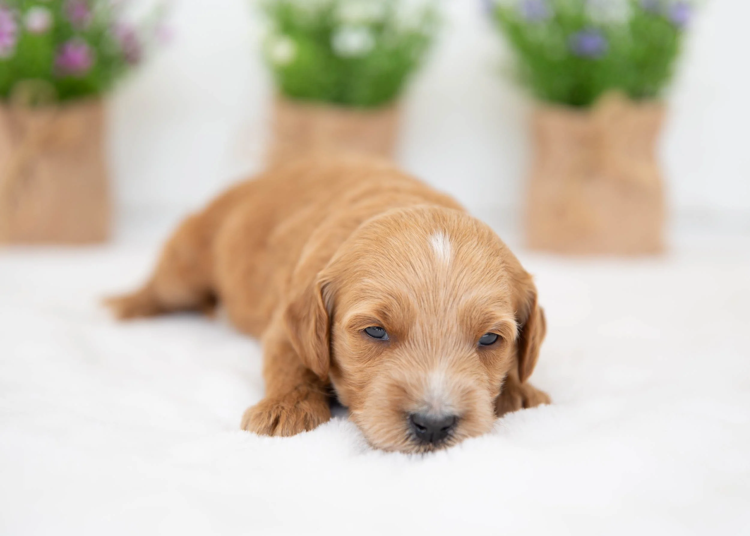 Coconut Goldendoodle for sale(2).jpg
