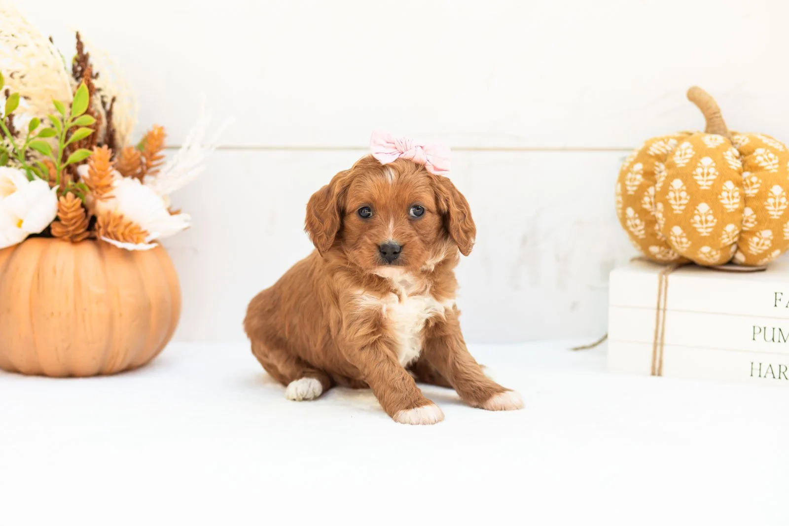 Rose goldendoodle for sale 3.jpg