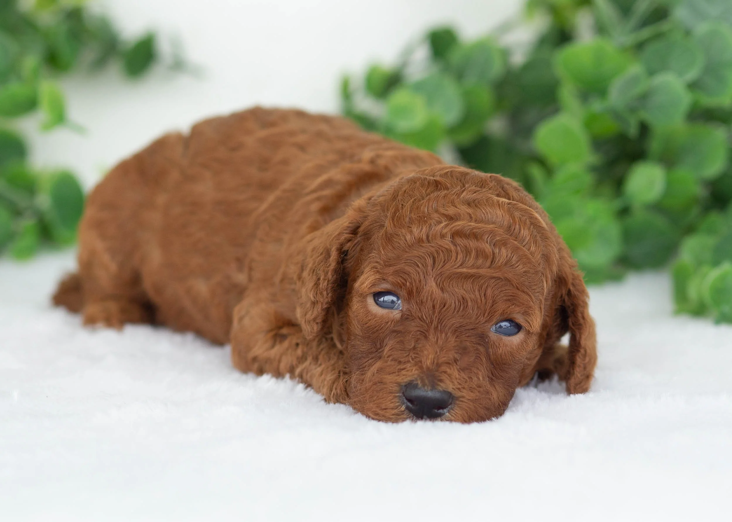 Evelyn goldendoodle for sale..jpg
