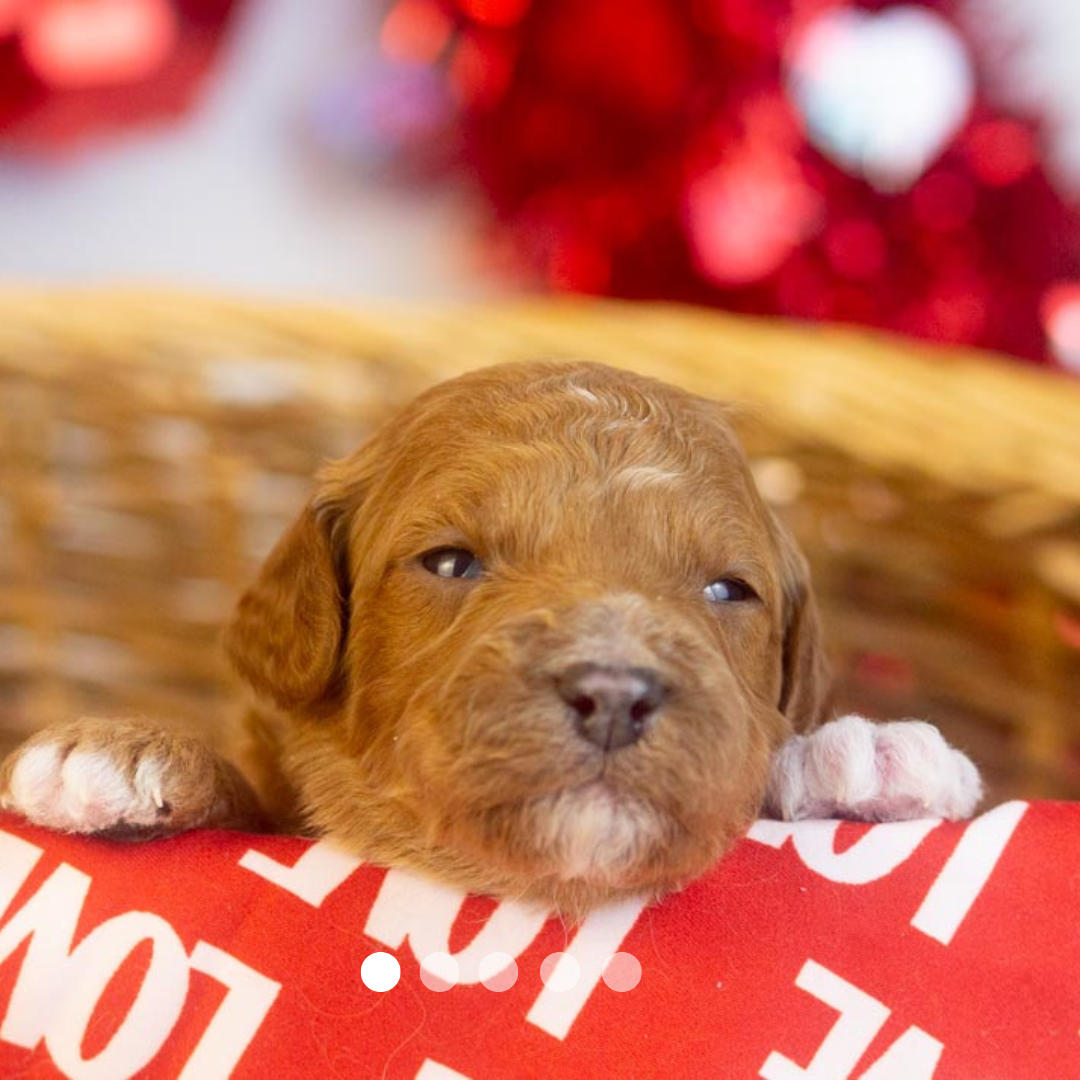 Copy of FBP Design.png