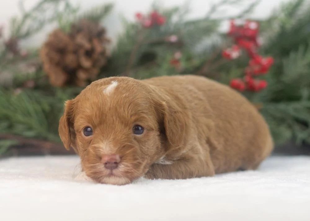 Luigi goldendoodle for sale(2).jpg