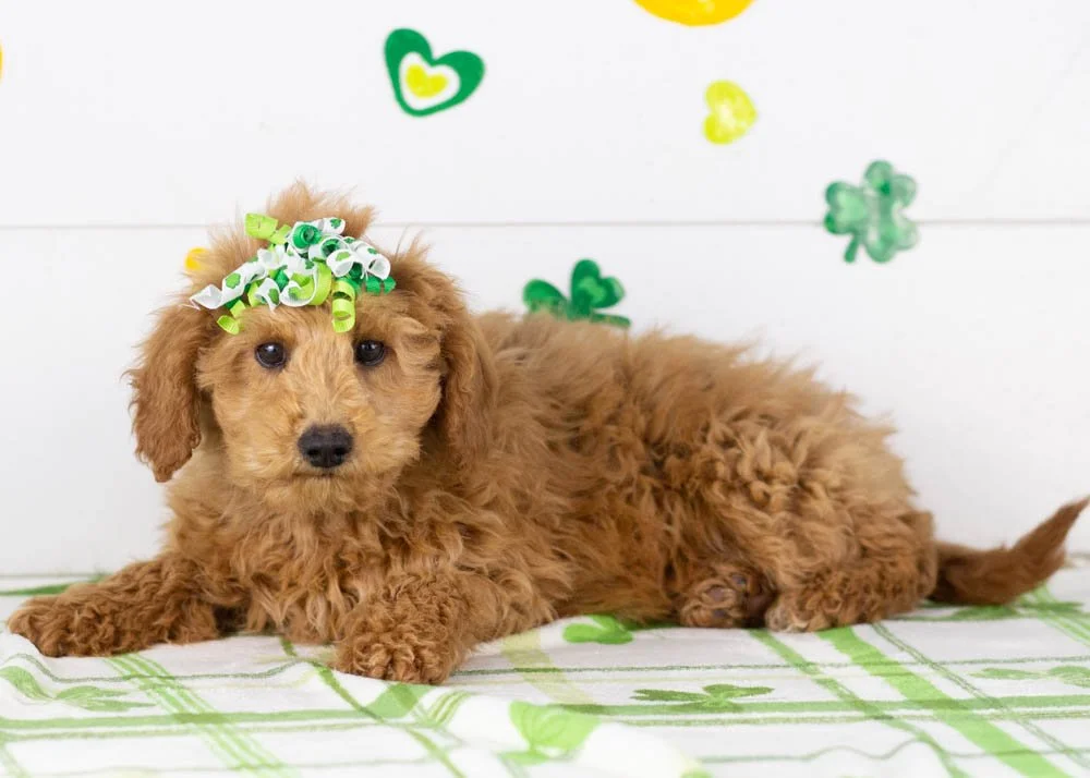 Bingo goldendoodle for sale(1).jpg