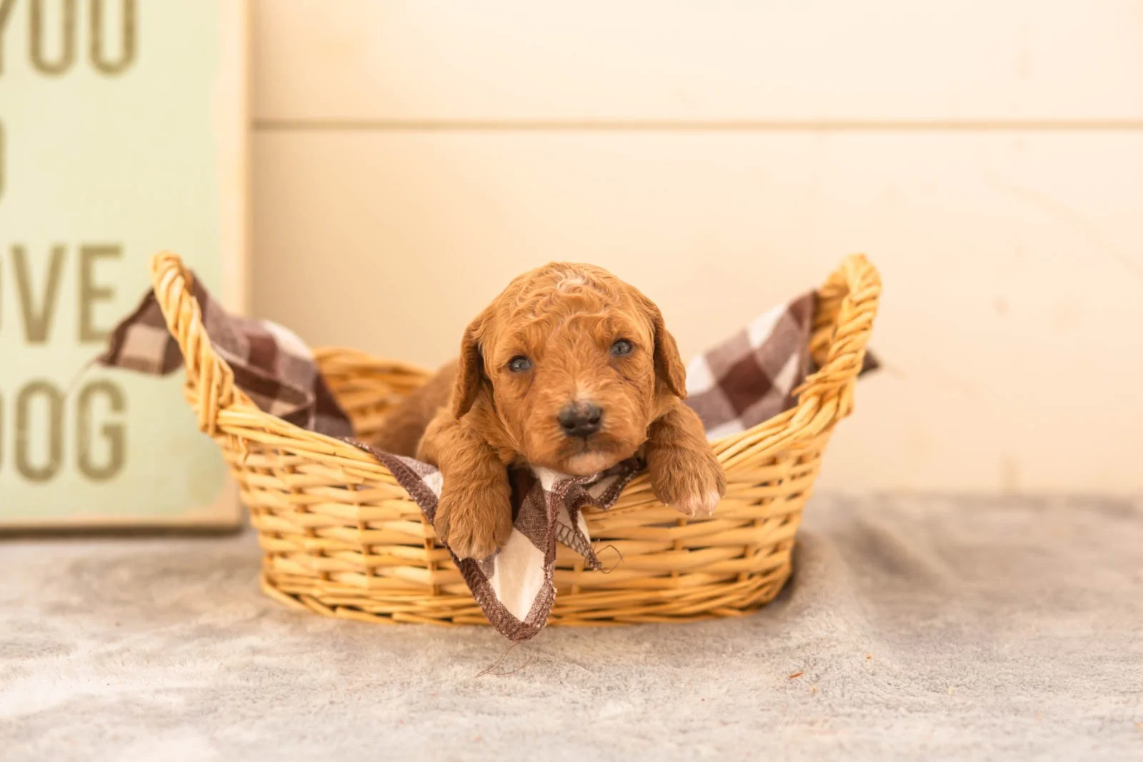 Latte goldendoodle for sale.jpg