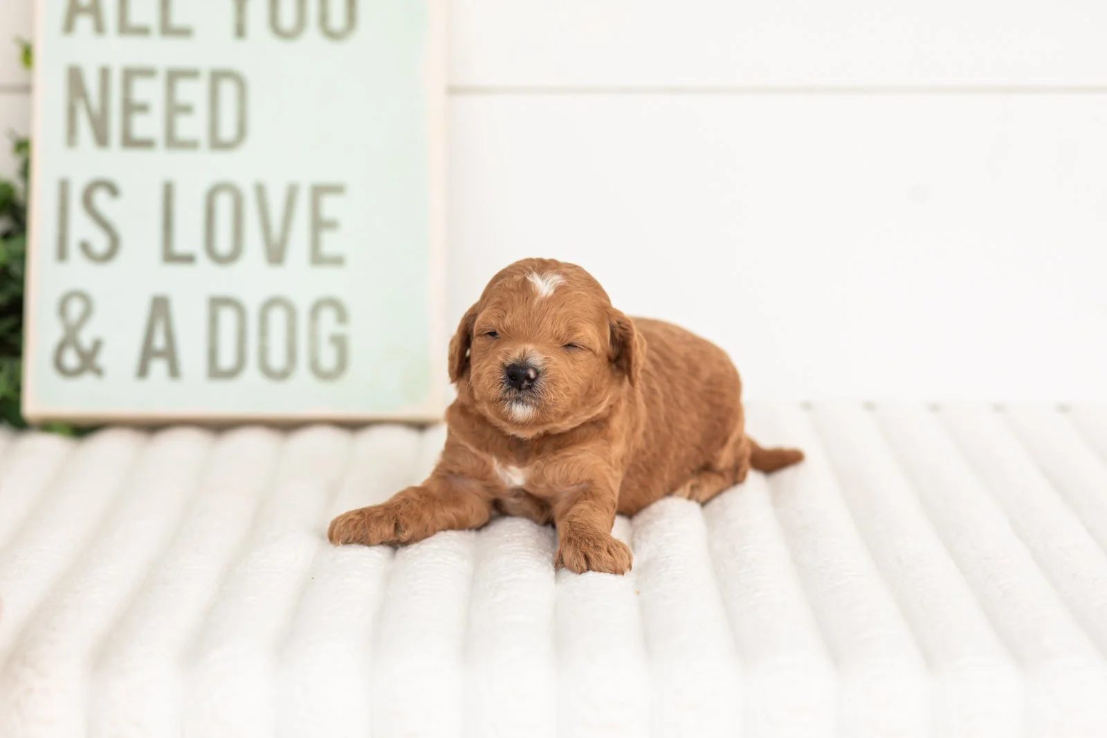 Satin goldendoodle for sale.jpg