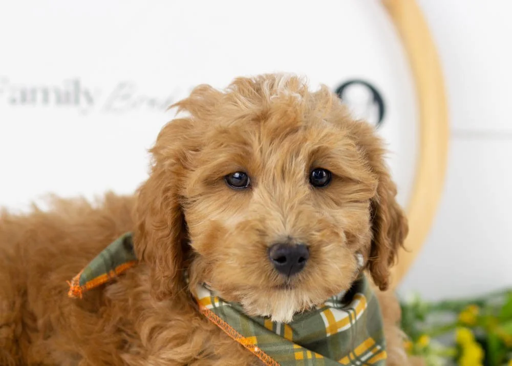 Boone goldendoodle for sale(1).jpg