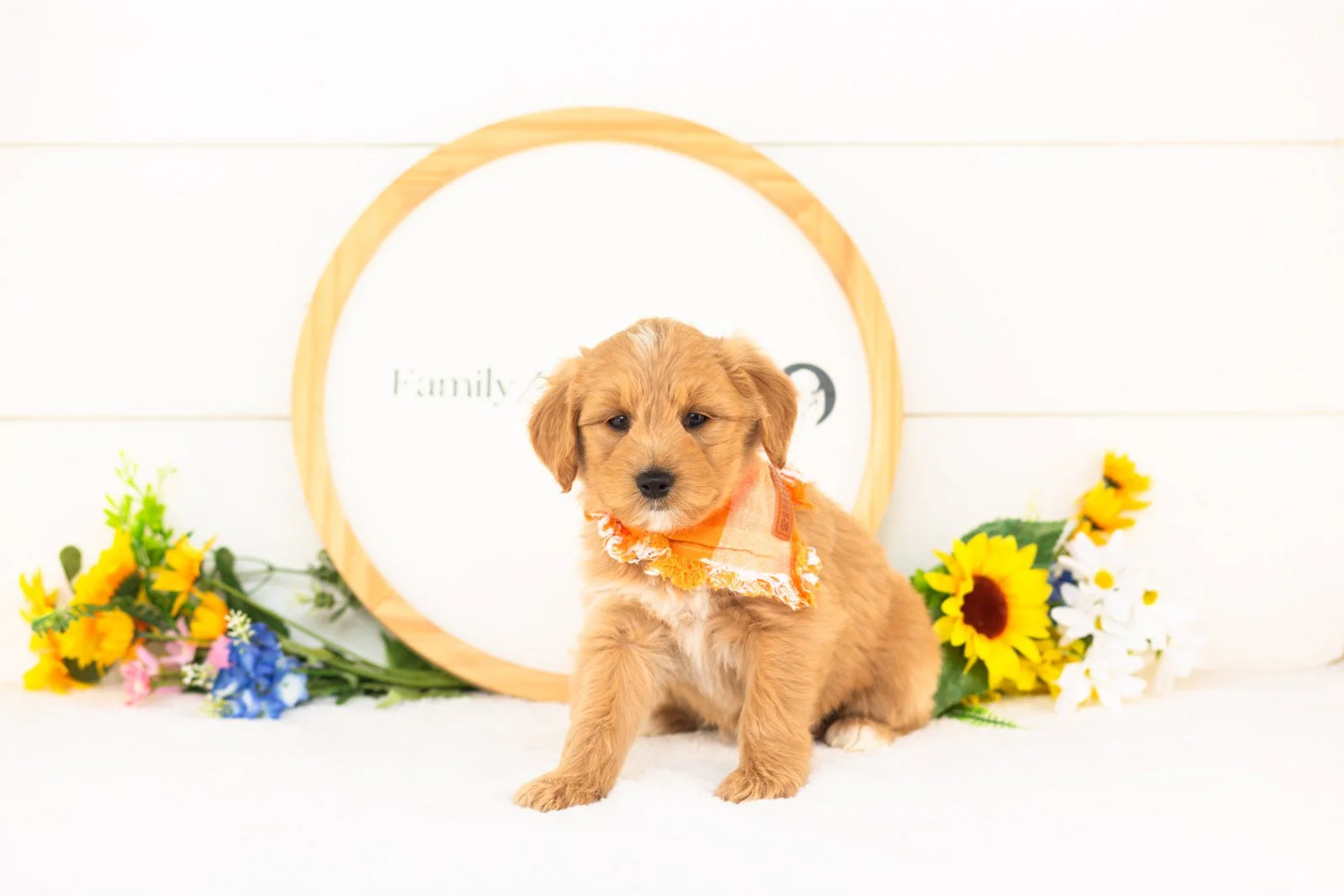 Jupiter goldendoodle for sale.jpg