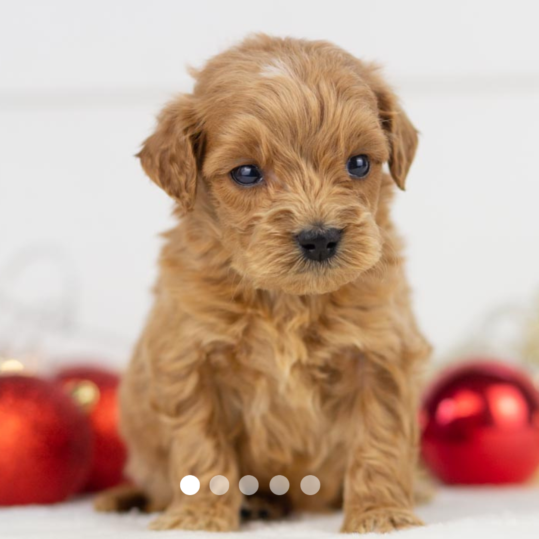 Copy of FBP Design.png