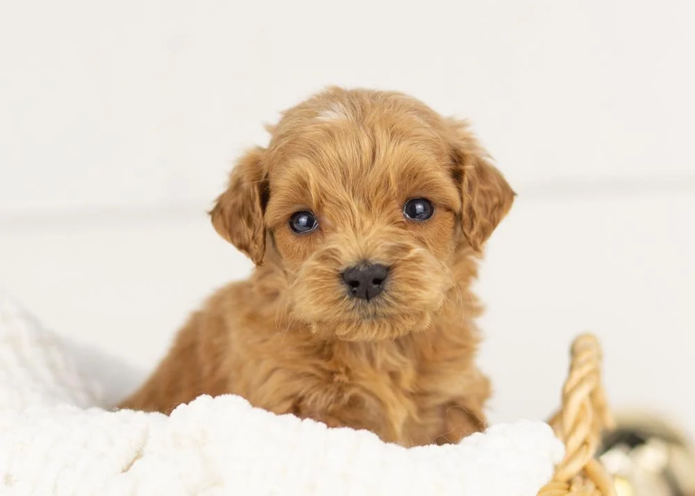 Cloud goldendoodle for sale(2).jpg