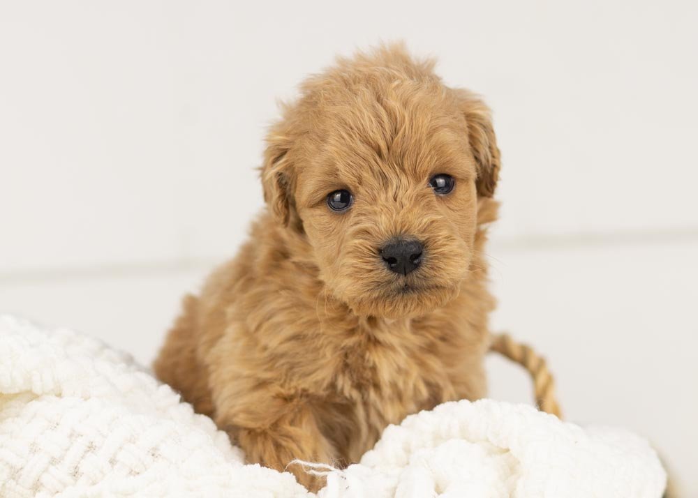 Foggy goldendoodle for sale(2).jpg