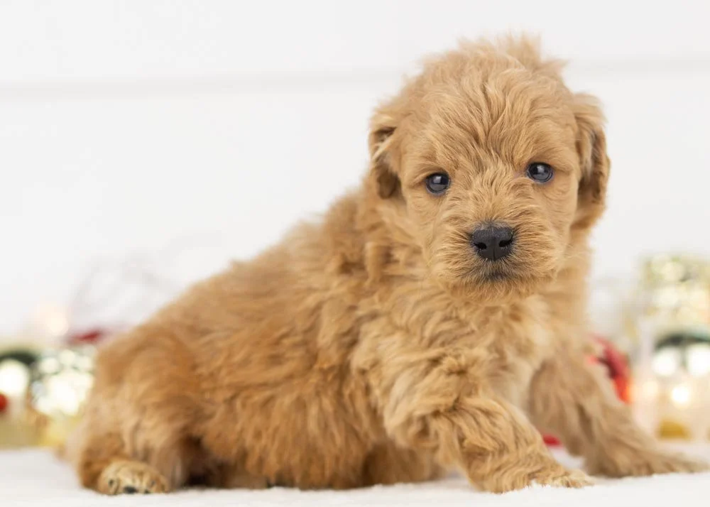Foggy goldendoodle for sale(3).jpg