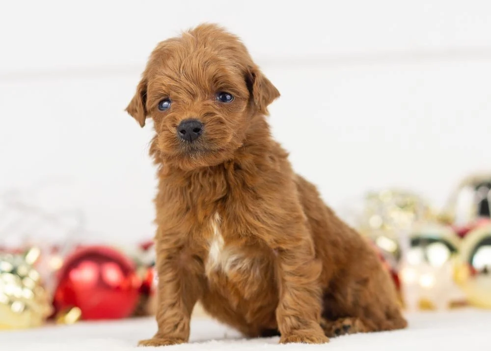 Rain goldendoodle for sale(1).jpg