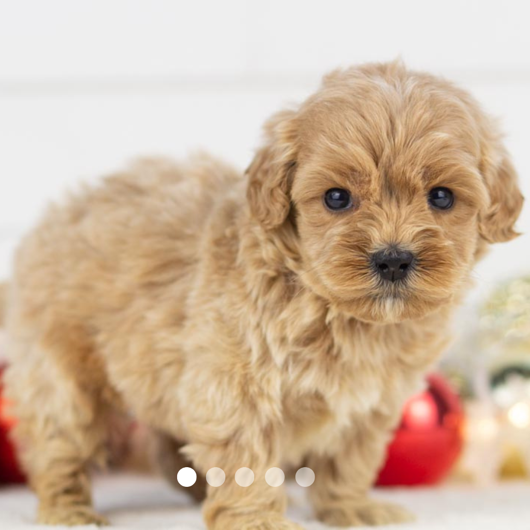 Copy of FBP Design.png