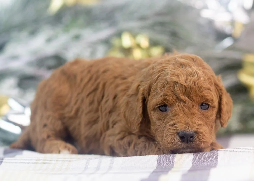 Jamie goldendoodle for sale(1).jpg