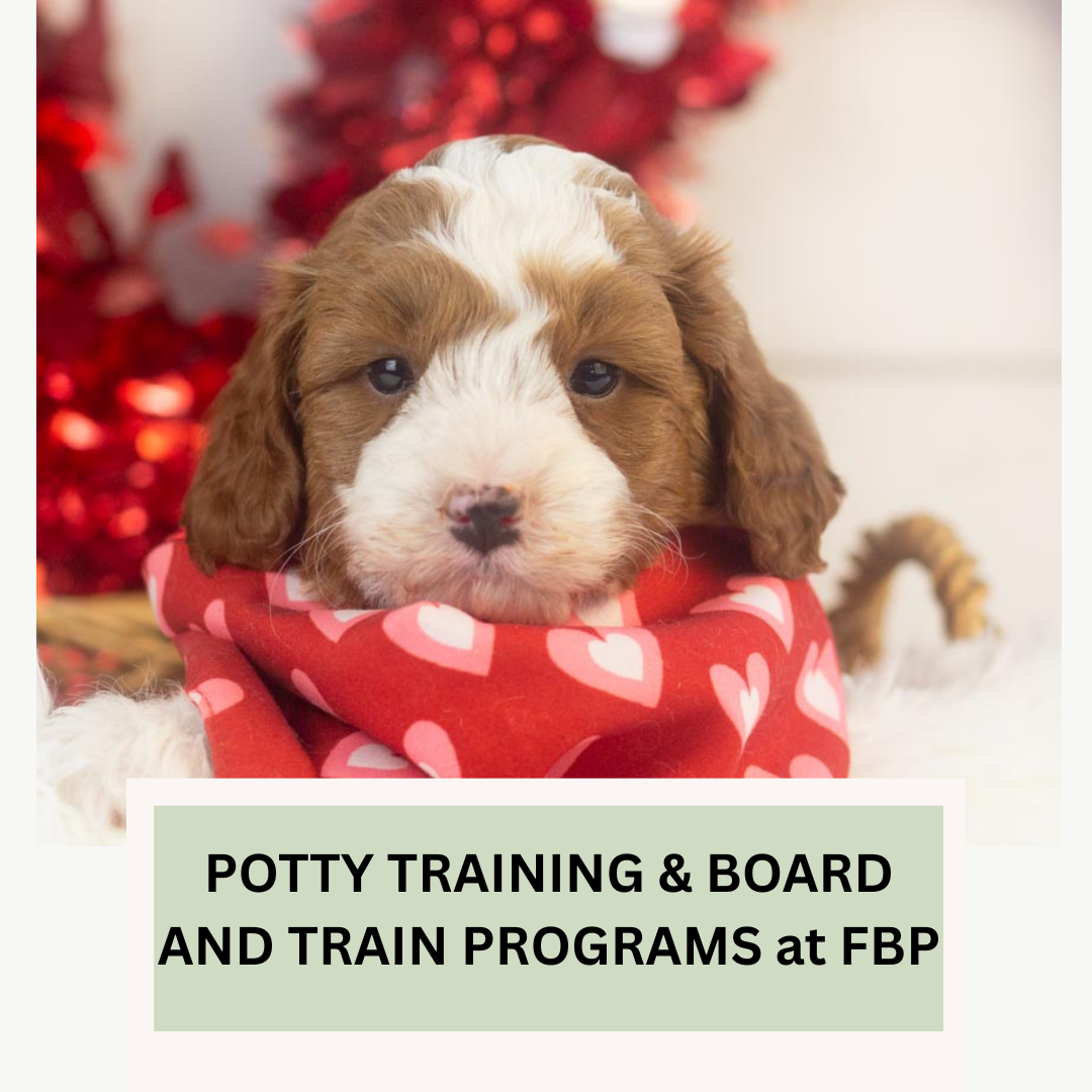 Goldendoodle Potty Training &amp; Board and Train Programs Family Bred Puppies