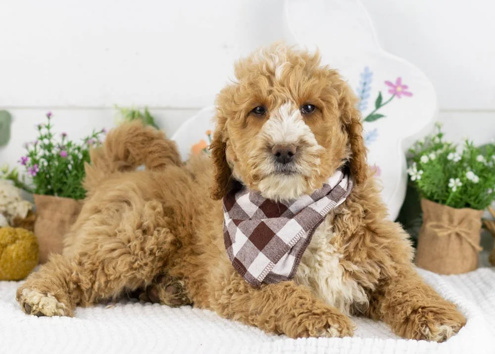 lionel goldendoodle for sale.jpg