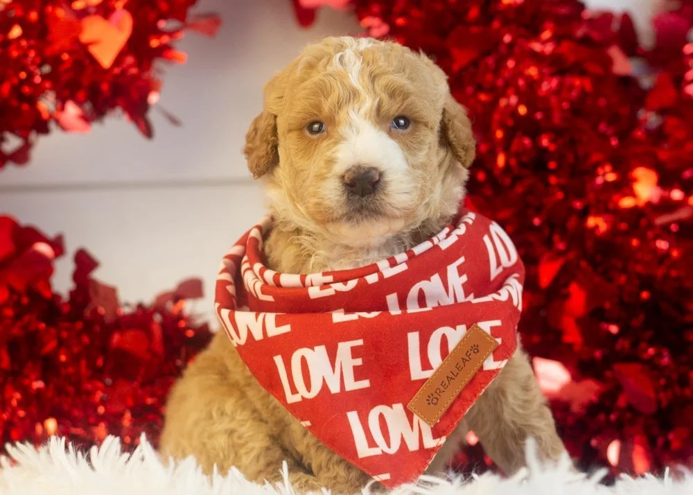 Lionel goldendoodle for sale(3).jpg