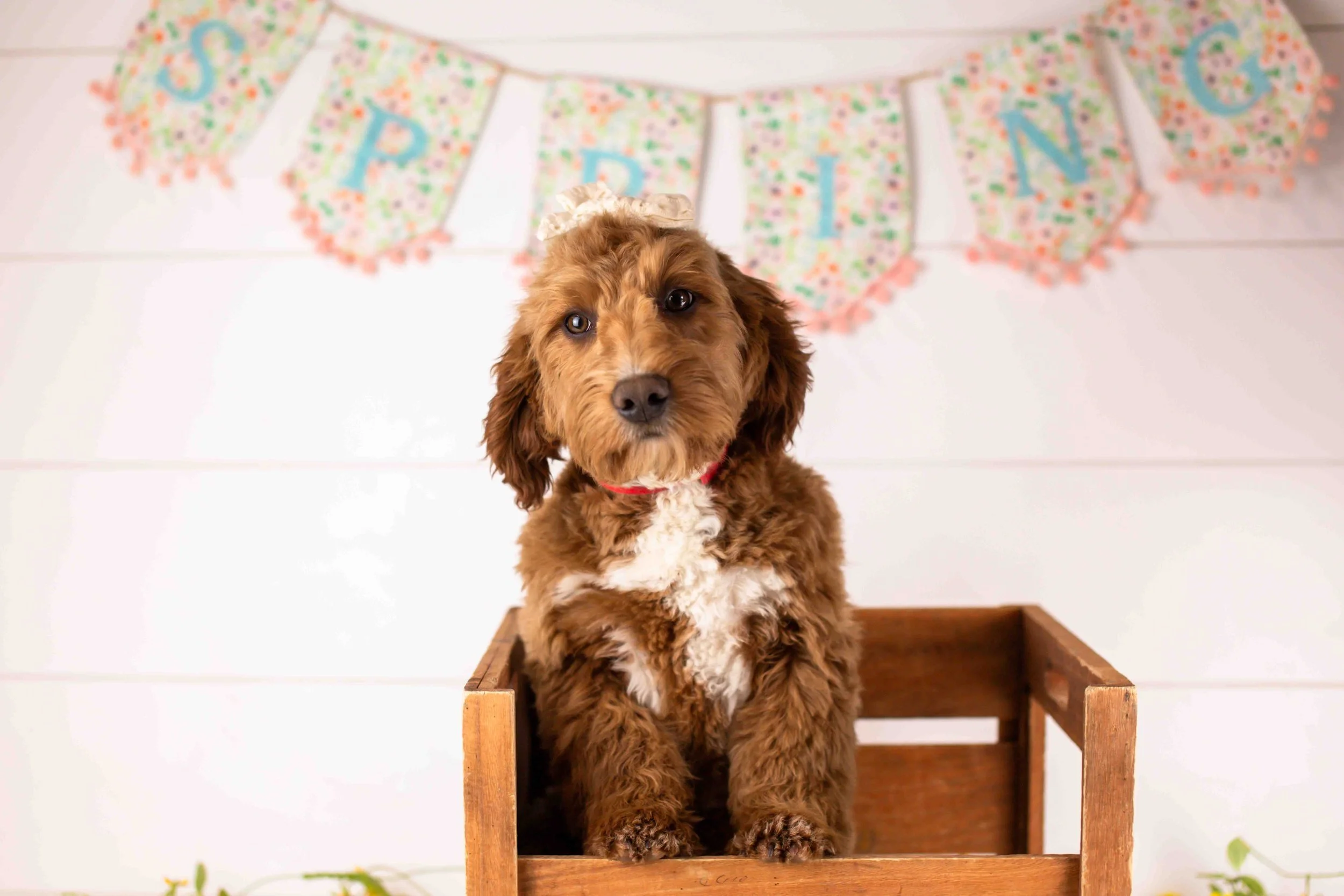 Anna goldendoodle for sale(4).jpg