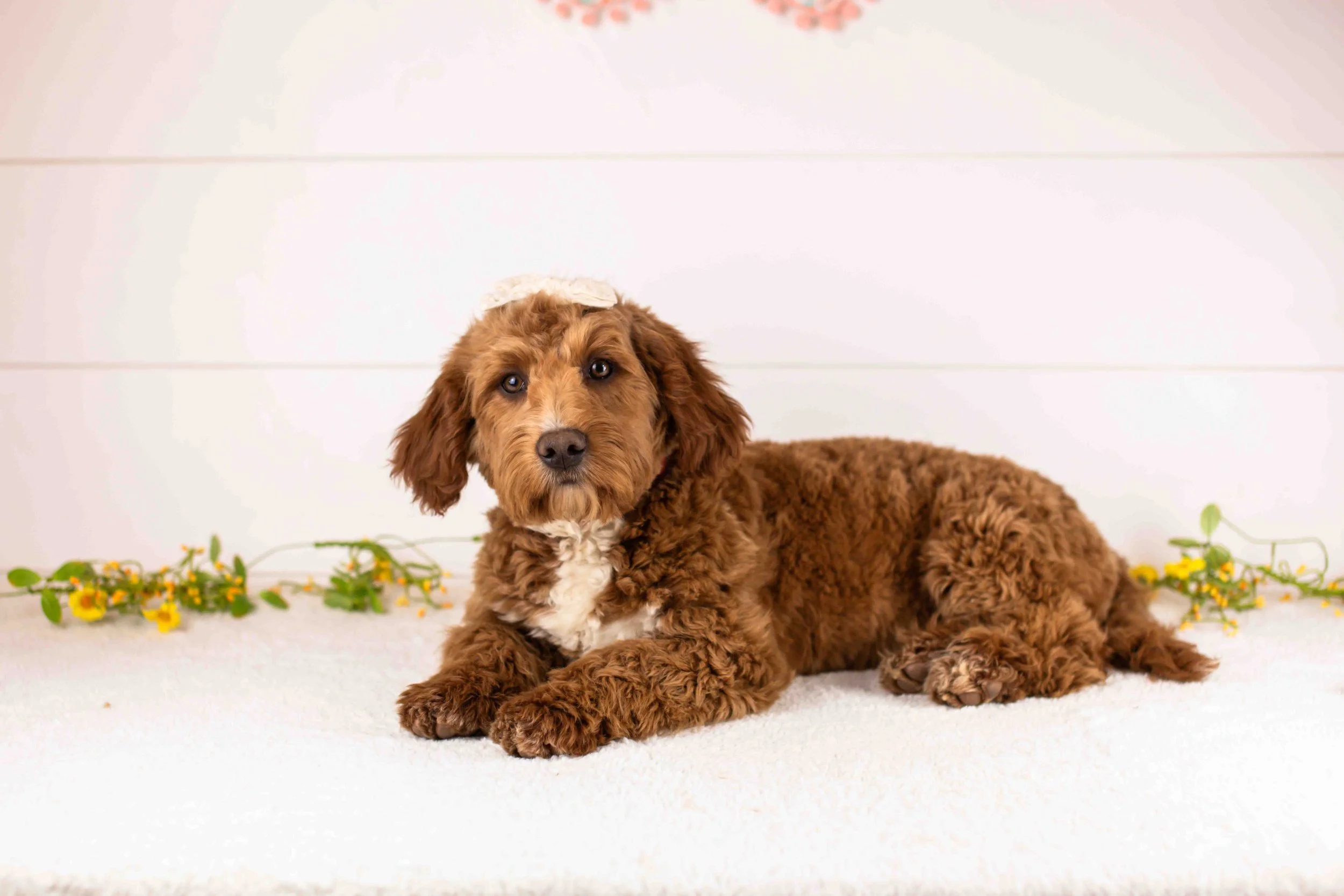 Anna goldendoodle for sale.jpg
