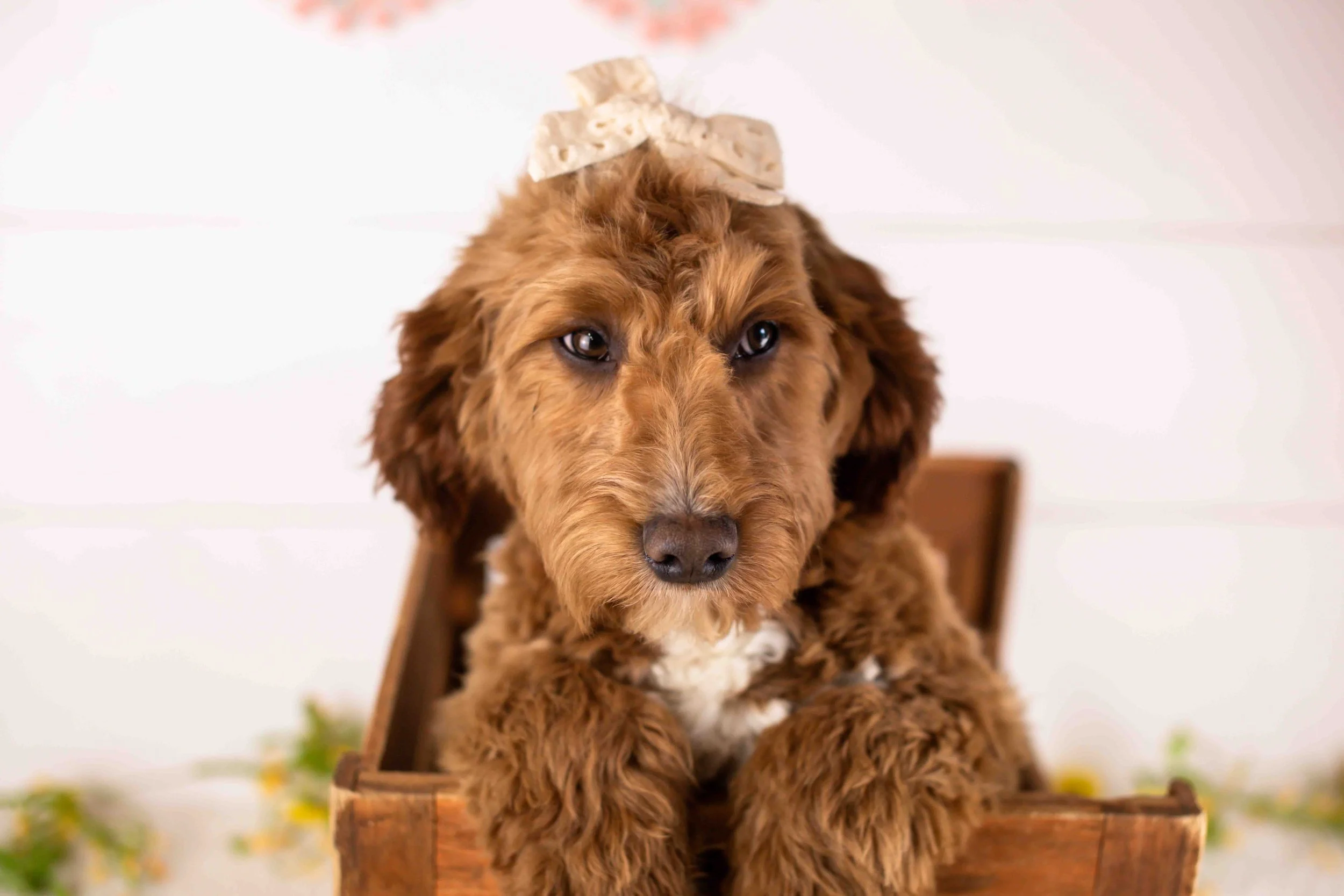 Anna goldendoodle for sale(2).jpg
