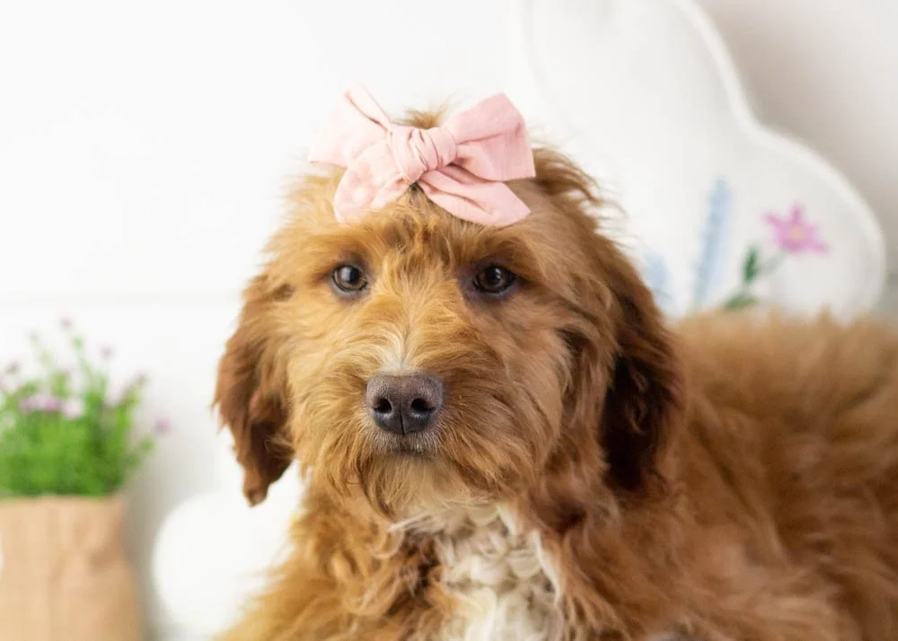 anna goldendoodle for sale(1).jpg