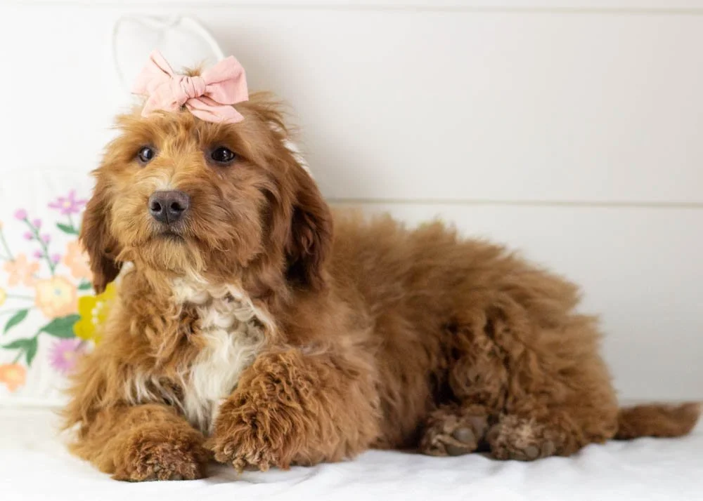 Anna goldendoodle for sale(2).jpg