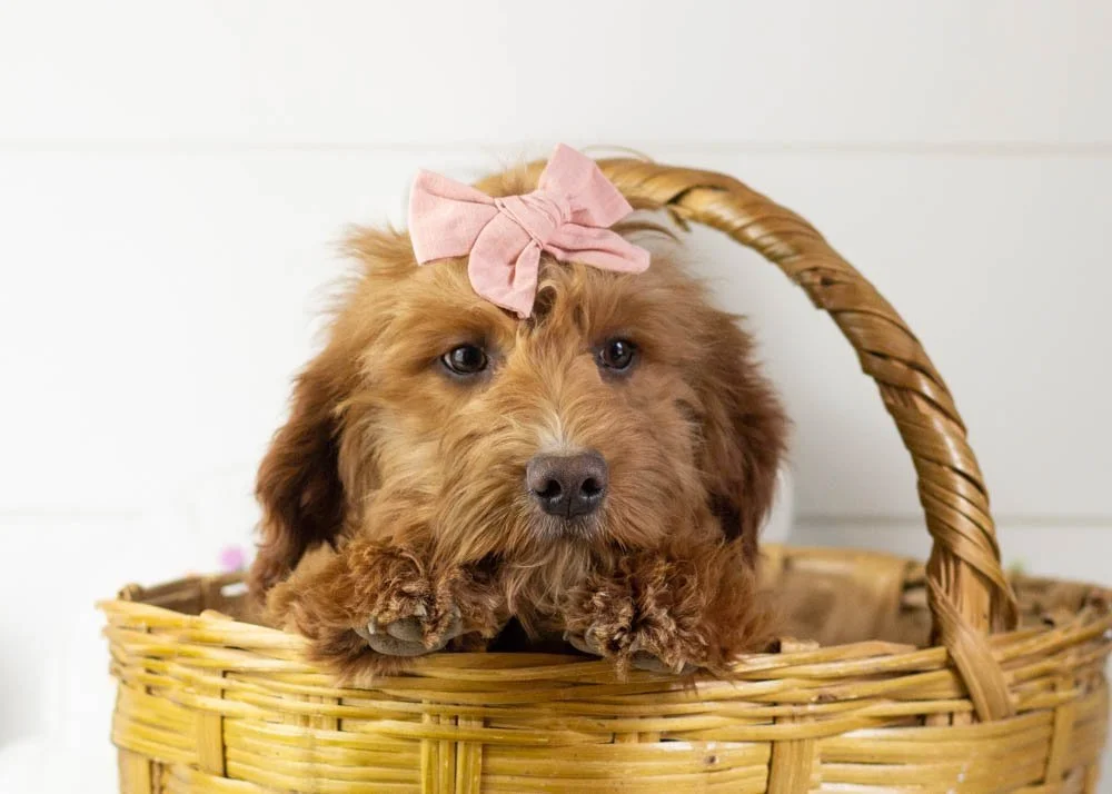 anna goldendoodle for sale.jpg