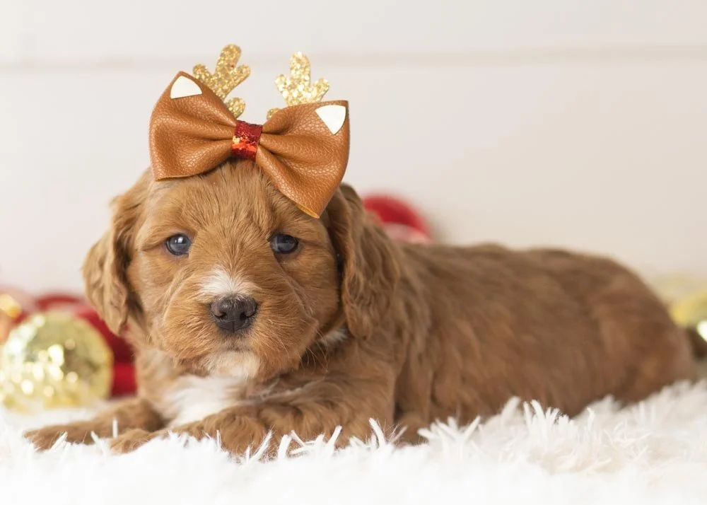 Anna goldendoodle for sale(2).jpg