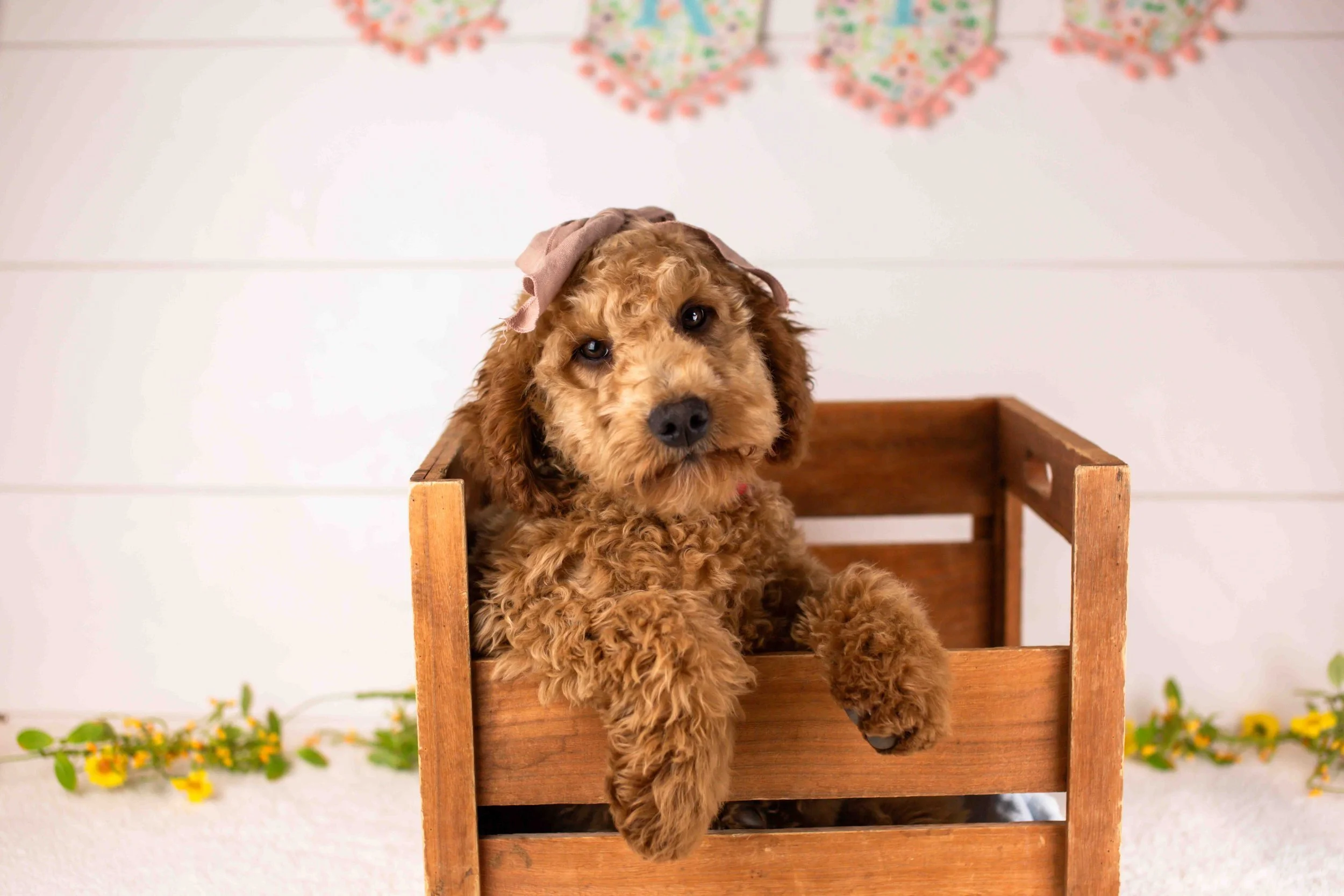 Ava goldendoodle for sale(3).jpg