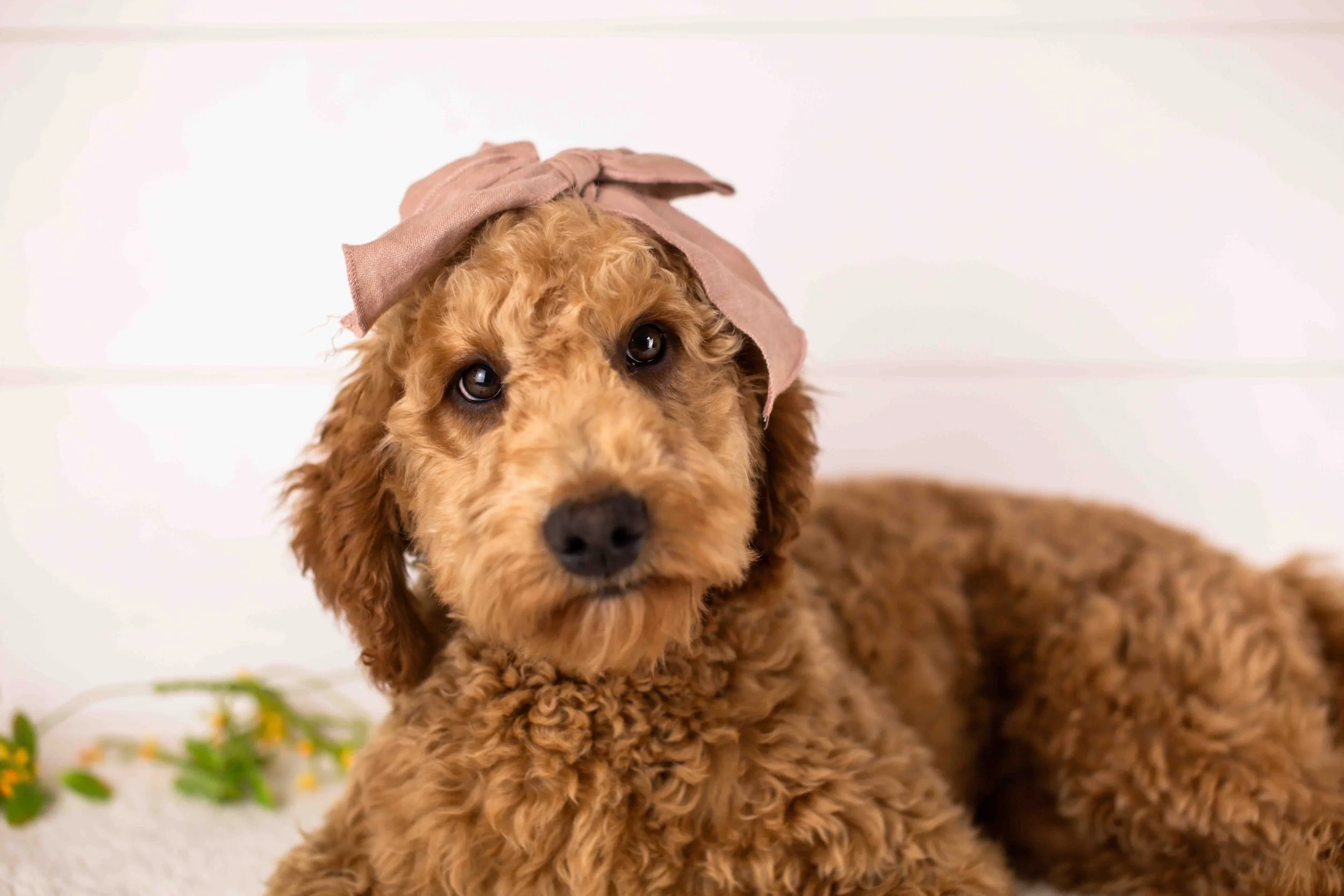 Ava goldendoodle for sale.jpg