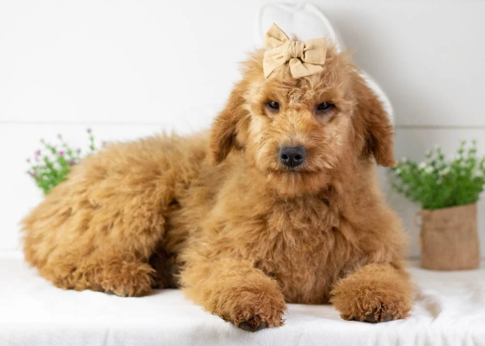 ava goldendoodle for sale.jpg