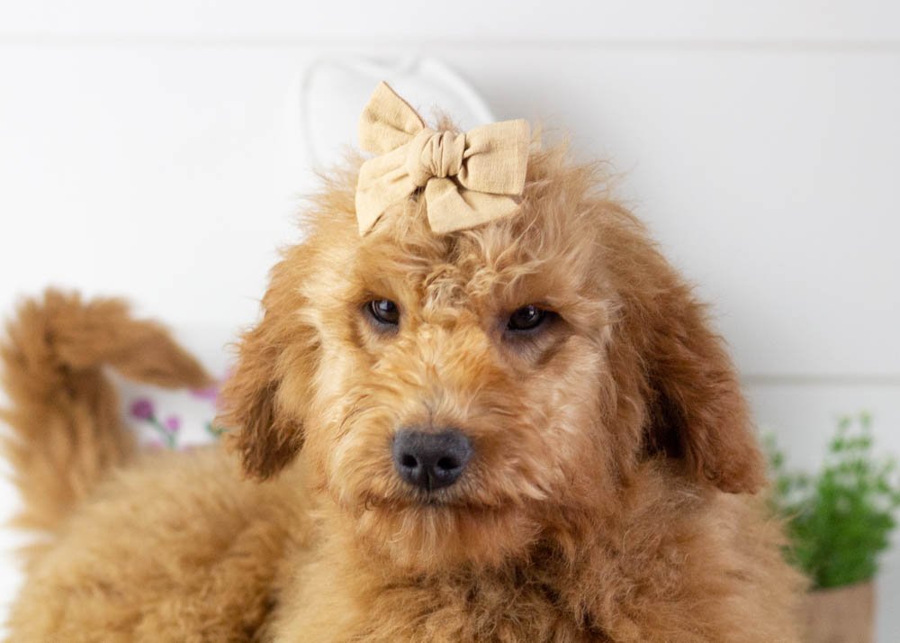 ava goldendoodle for sale(1).jpg