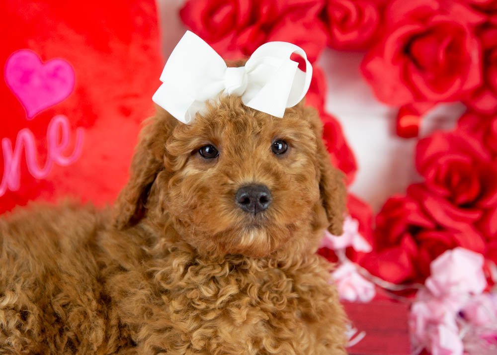 ava goldendoodle for sale.jpg