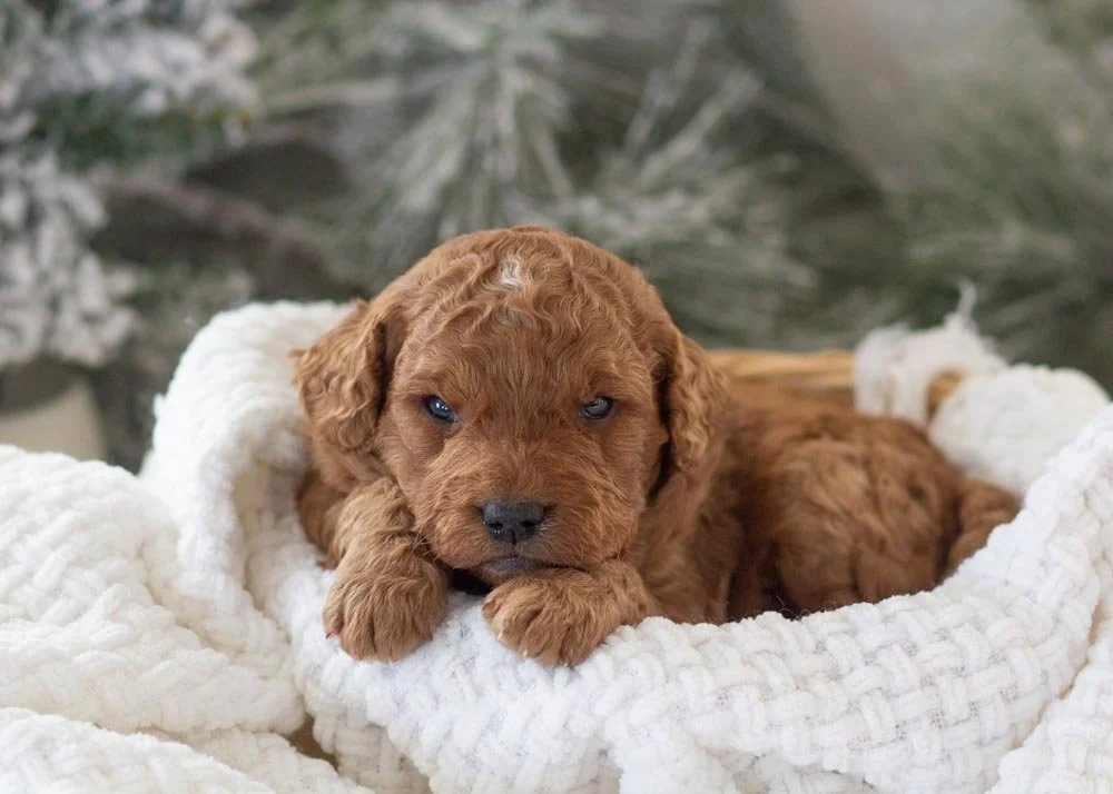 Ava goldendoodle for sale.jpg