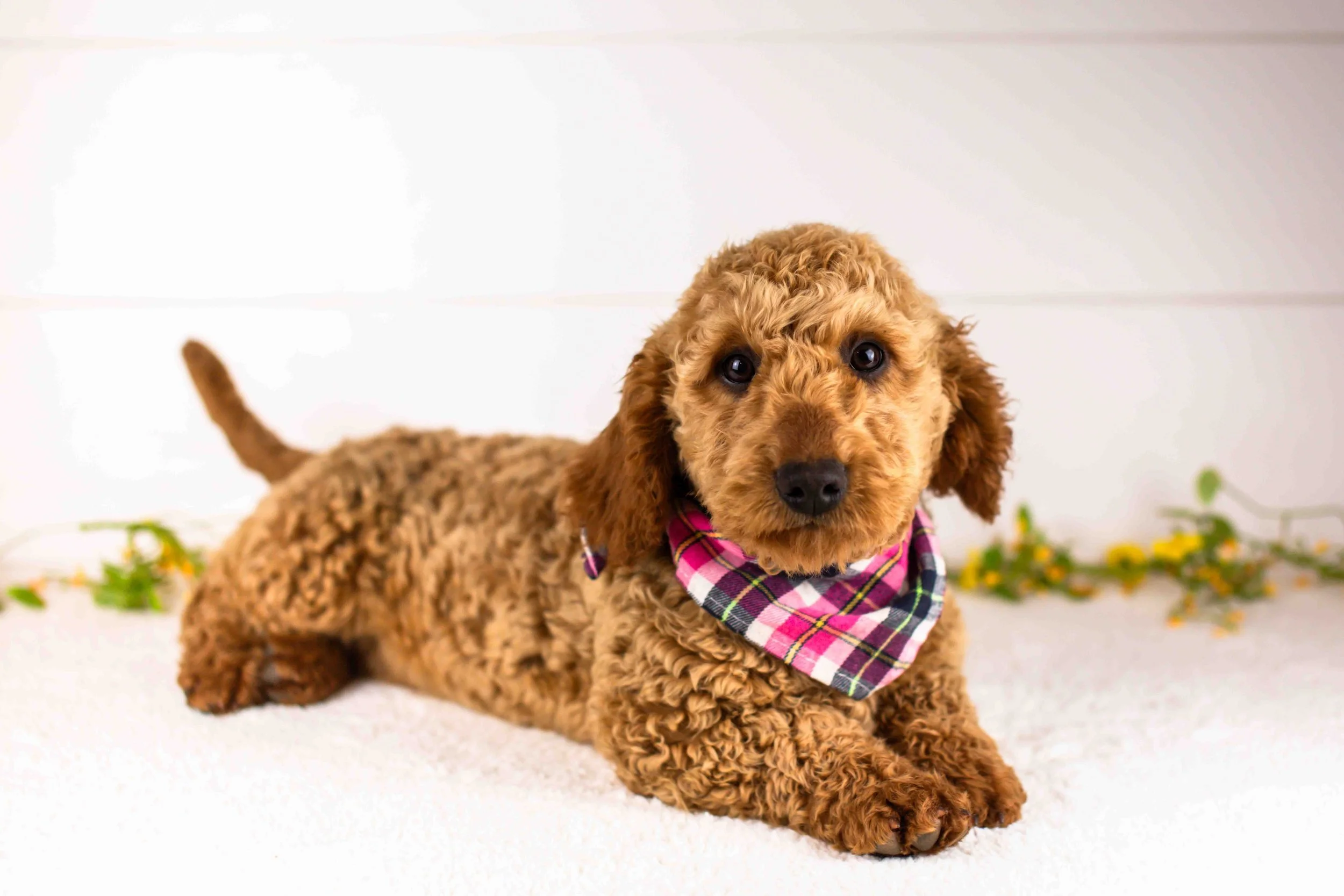 Andy goldendoodle for sale(1).jpg