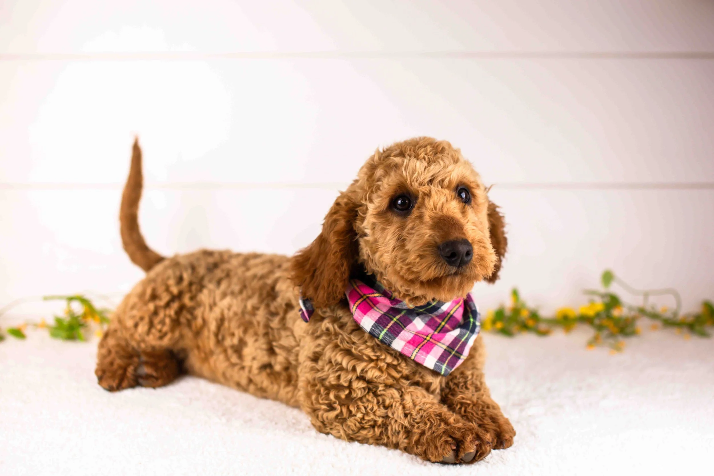 Andy goldendoodle for sale(2).jpg