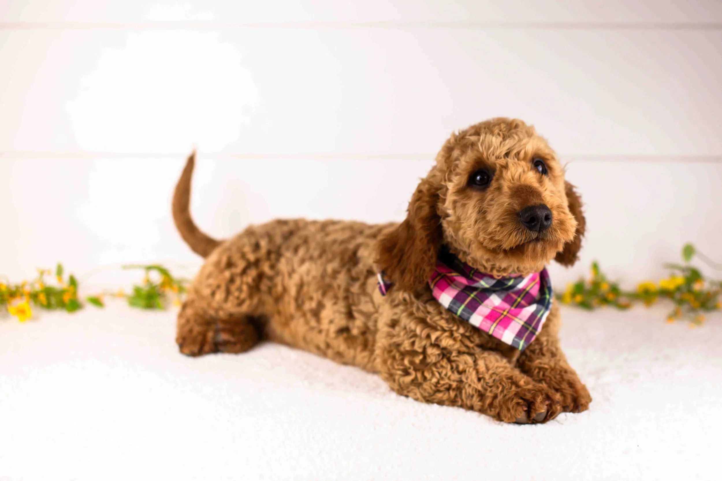 Andy goldendoodle for sale.jpg
