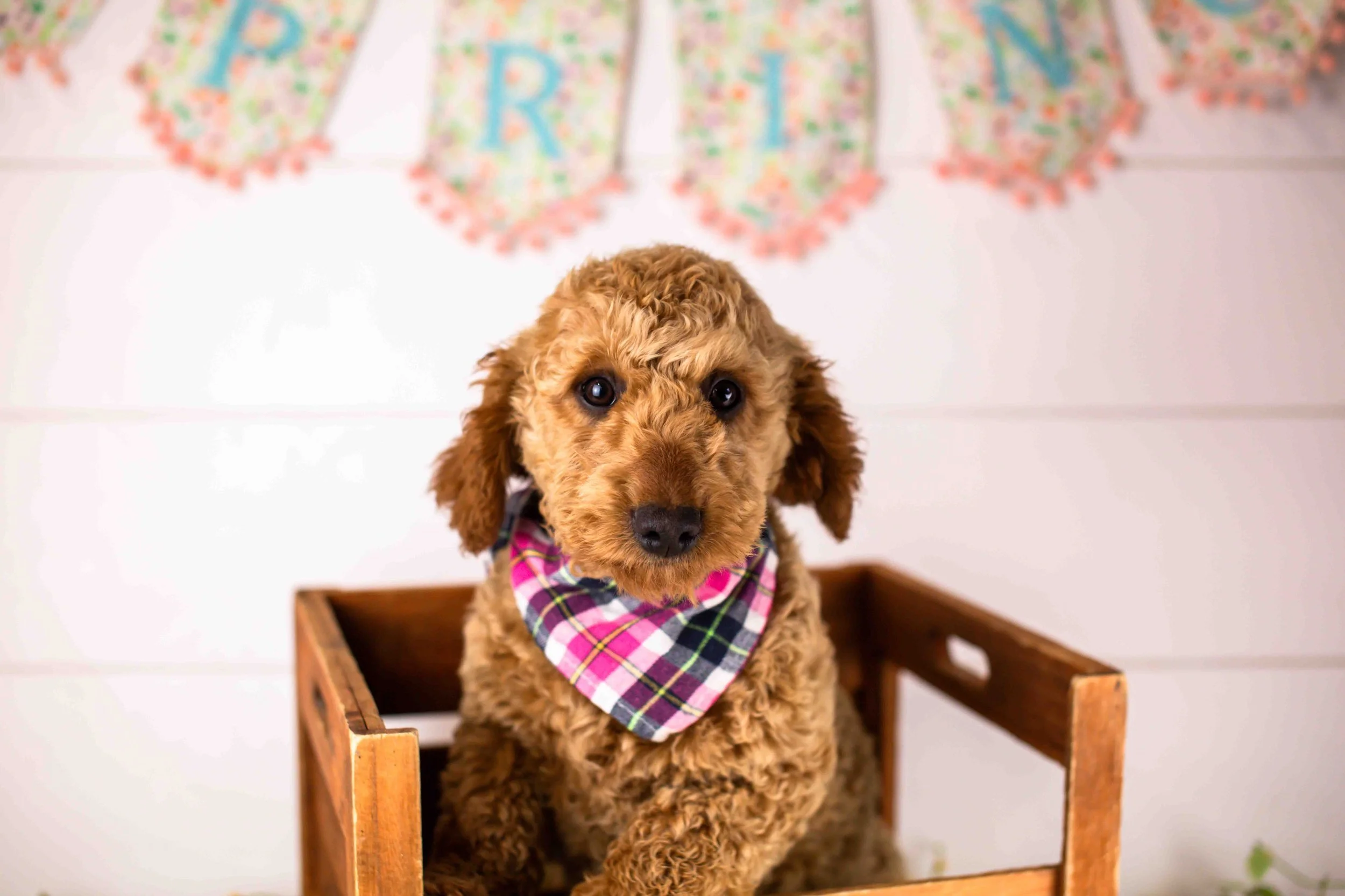 Andy goldendoodle for sale(3).jpg
