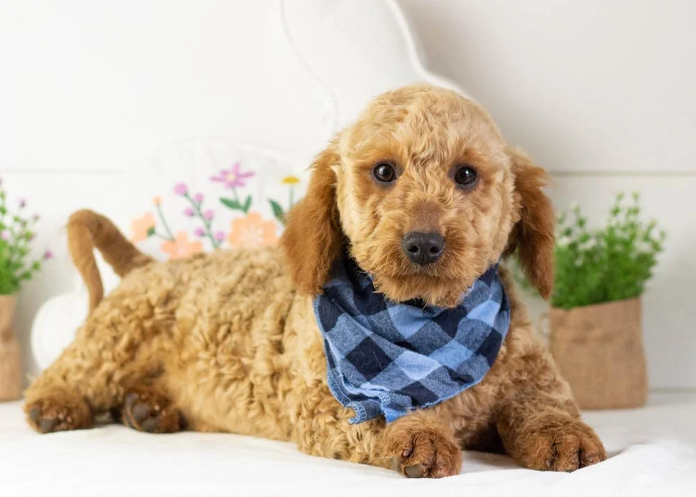 Andy goldendoodle for sale.jpg