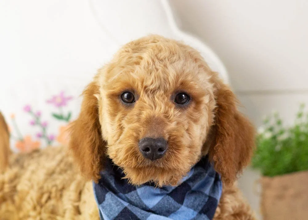 Andy goldendoodle for sale(1).jpg