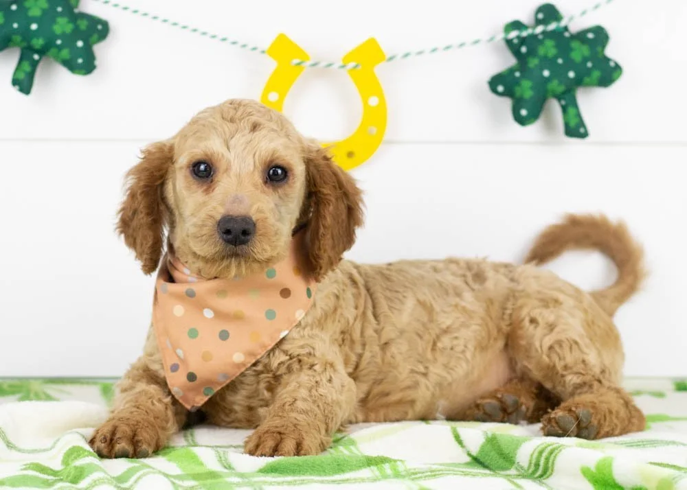 Andy goldendoodle for sale(1).jpg